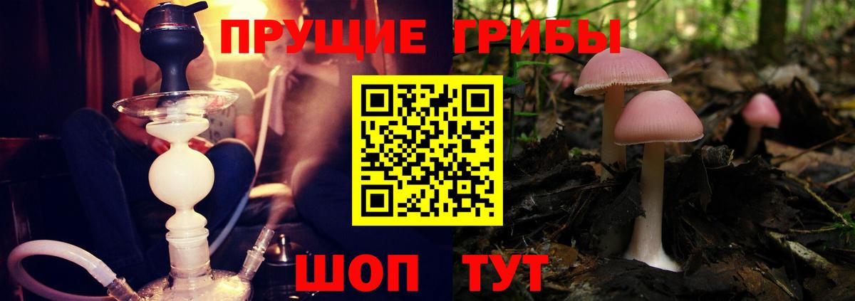 Псилоцибиновые грибы Psilocybe  Вход с VPN  Псилоцибиновые грибы мицелий  Курчалой 