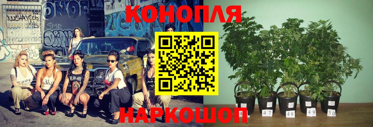 Бошки Шишки ГИДРОПОН Курчалой